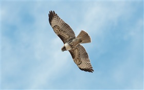 Um vôo do pássaro, asas, céu azul HD Papéis de Parede