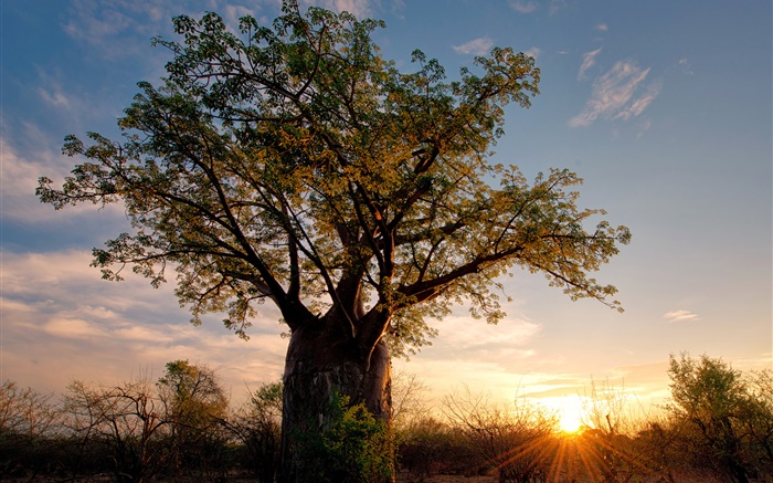 África, Zimbábue, savanna, baobá, por do sol, raios do sol Papéis de Parede, imagem