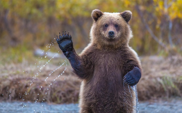 Urso Alaska Papéis de Parede, imagem