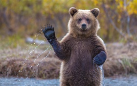 Urso Alaska