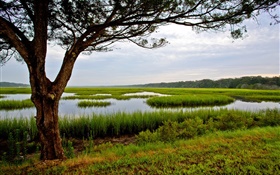 Amelia Island, Florida, EUA, árvore, pântano HD Papéis de Parede