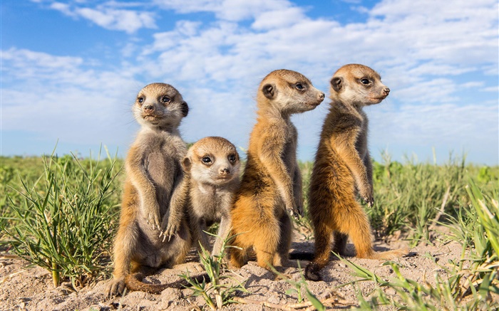 Animais família, meerkats Papéis de Parede, imagem