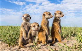 Animais família, meerkats