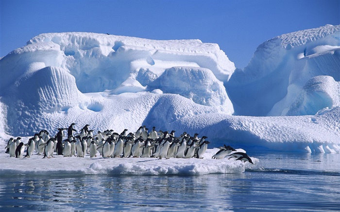 Pinguins Adelie A Antártica, neve, gelo Papéis de Parede, imagem