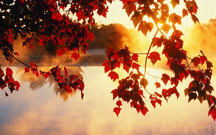 folhas de outono, raios do sol, natureza bela paisagem Papéis de Parede, imagem
