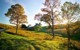 Outono, árvores, grama, raios de sol, casa HD Papéis de Parede