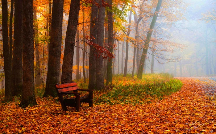 Outono, árvores, folhas, parque, estrada, banco Papéis de Parede, imagem