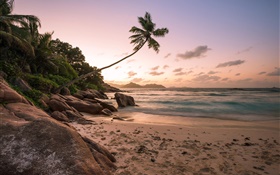 Praia, litoral, palmeiras, por do sol HD Papéis de Parede