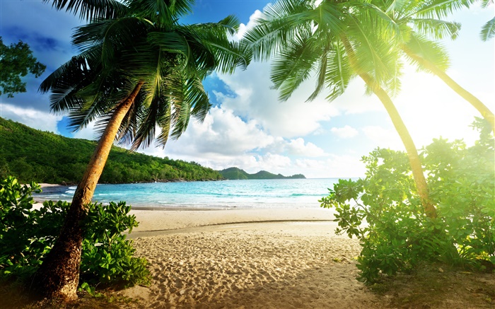 Paisagem da praia, mar, palmeiras, céu, nuvens, sol Papéis de Parede, imagem
