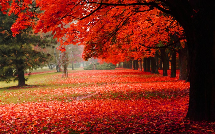 Bonito do outono, folhas vermelhas Papéis de Parede, imagem