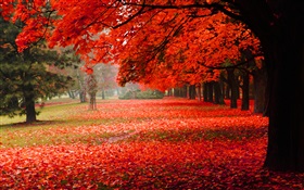 Bonito do outono, folhas vermelhas HD Papéis de Parede