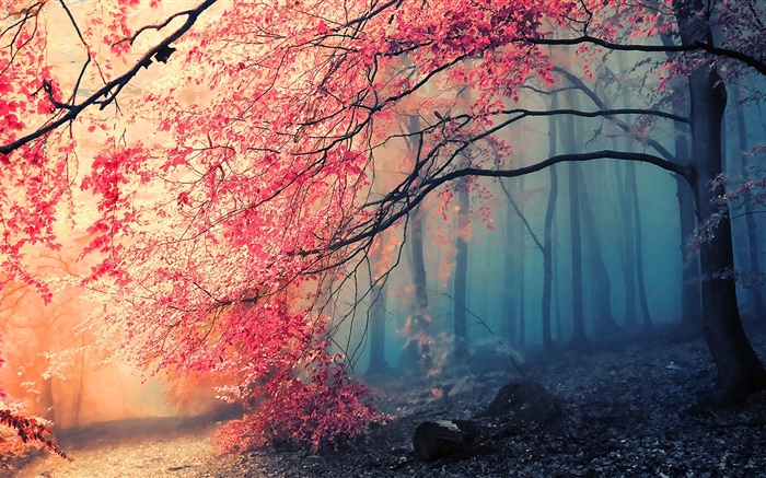 Paisagem bonita do outono, árvores, folhas vermelhas Papéis de Parede, imagem