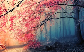 Paisagem bonita do outono, árvores, folhas vermelhas HD Papéis de Parede