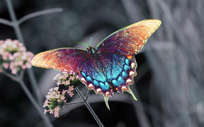 Borboleta bonita, asas coloridas Papéis de Parede, imagem