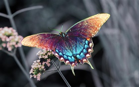 Borboleta bonita, asas coloridas