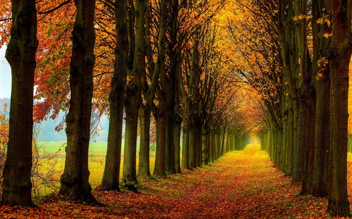 Bela natureza, floresta, árvores, trajeto, outono Papéis de Parede, imagem