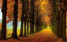 Bela natureza, floresta, árvores, trajeto, outono
