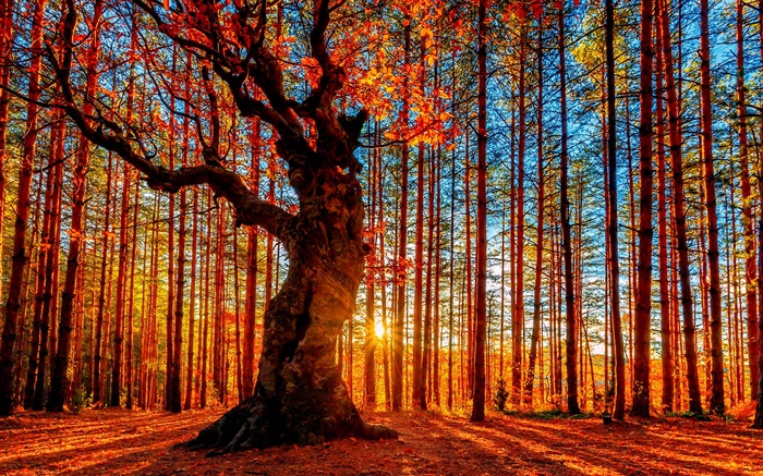 Floresta por do sol bonito, árvores, folhas vermelhas, outono Papéis de Parede, imagem