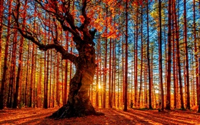 Floresta por do sol bonito, árvores, folhas vermelhas, outono