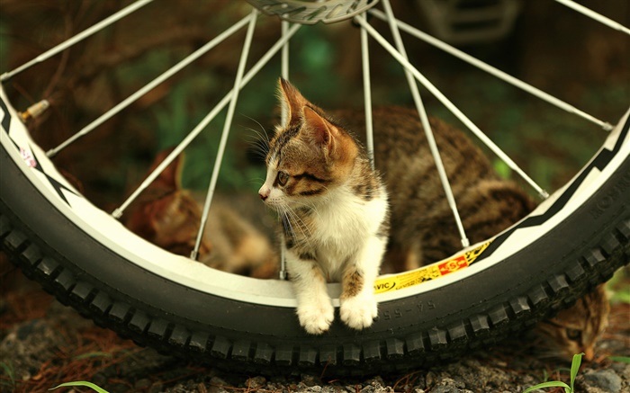 Roda de bicicleta, gatinho bonito Papéis de Parede, imagem