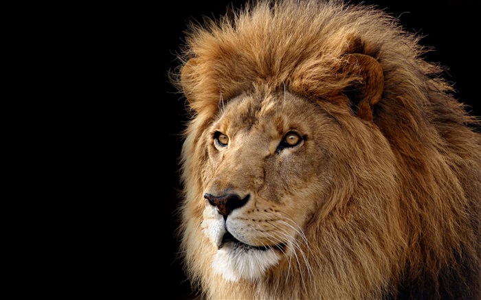Grande gato, Leão Papéis de Parede, imagem
