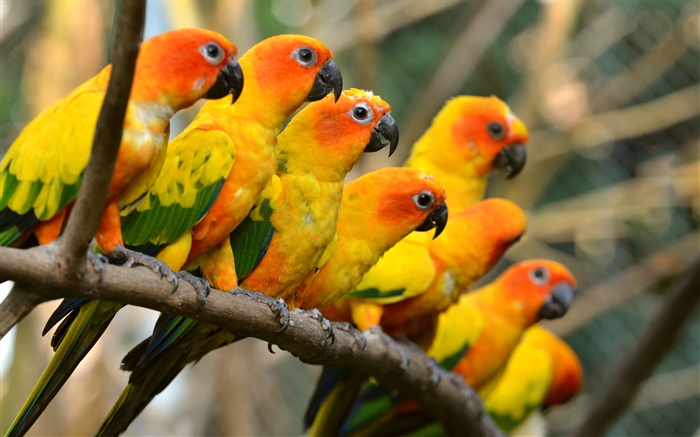 Pássaros close-up, papagaios amarelos Papéis de Parede, imagem