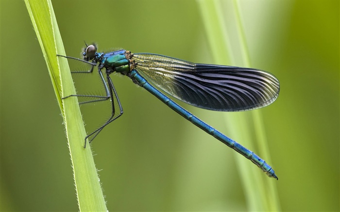 libélula azul Papéis de Parede, imagem