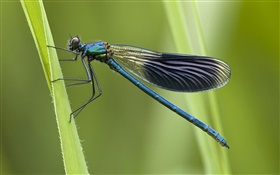 libélula azul HD Papéis de Parede
