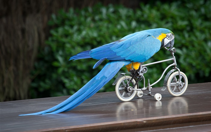 Pena azul andar de bicicleta papagaio Papéis de Parede, imagem
