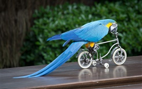 Pena azul andar de bicicleta papagaio