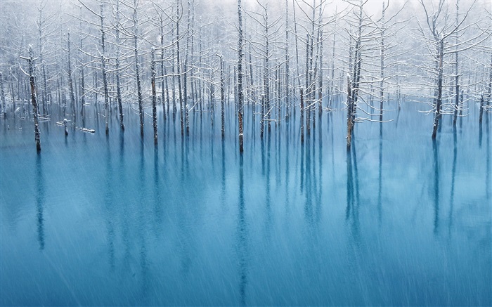 Lagoa azul, árvores Papéis de Parede, imagem