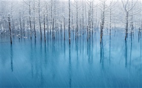 Lagoa azul, árvores HD Papéis de Parede