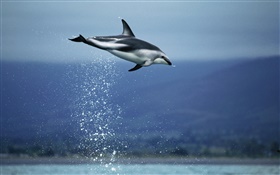 Mar azul, golfinho de vôo HD Papéis de Parede