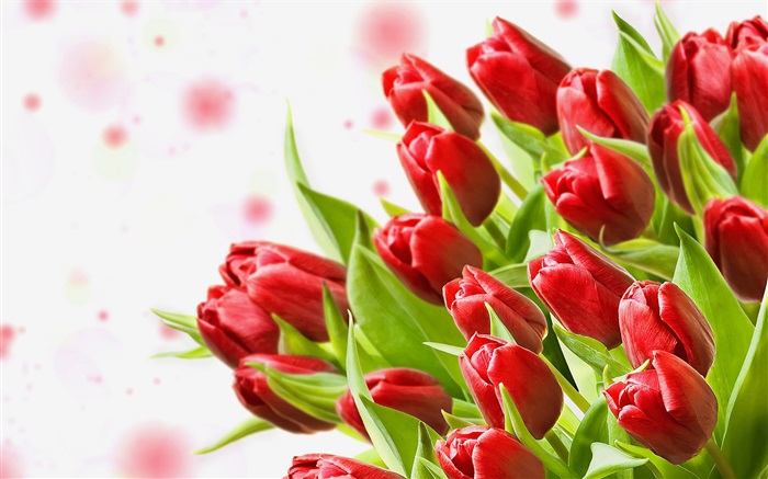 Flores do ramalhete, tulipas vermelhas Papéis de Parede, imagem