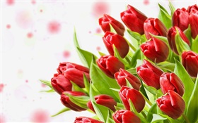 Flores do ramalhete, tulipas vermelhas