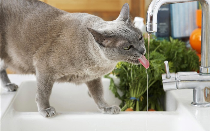 Bebida Cat água Papéis de Parede, imagem