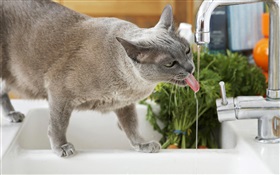 Bebida Cat água HD Papéis de Parede