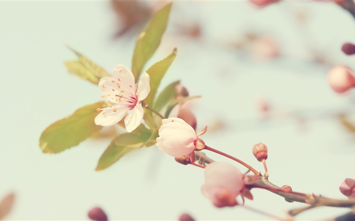 flores de cerejeira close-up Papéis de Parede, imagem