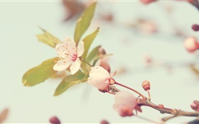 flores de cerejeira close-up HD Papéis de Parede