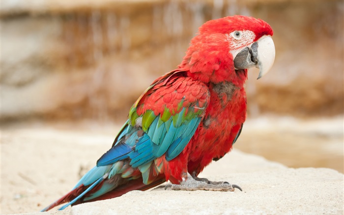 Pena colorida papagaio pequeno Papéis de Parede, imagem