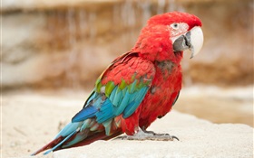 Pena colorida papagaio pequeno HD Papéis de Parede