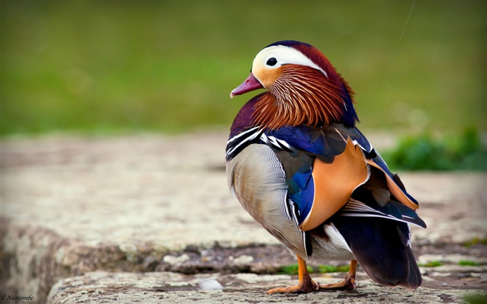 Penas coloridas pássaro, pato mandarim Papéis de Parede, imagem