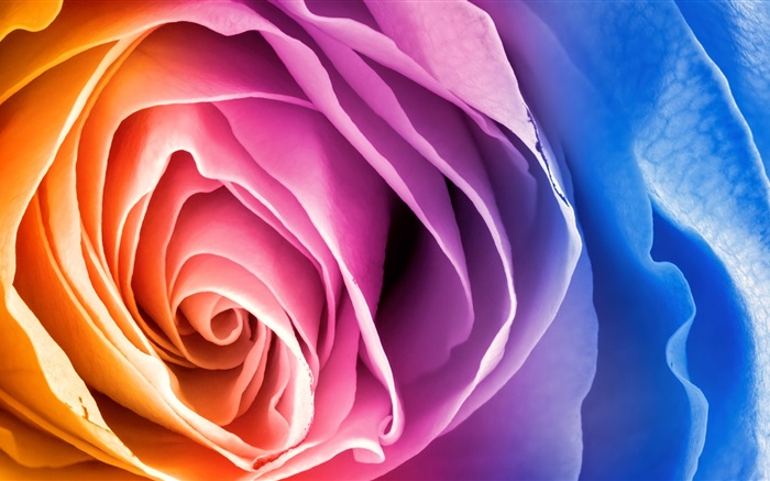 Pétalas coloridas flor rosa Papéis de Parede, imagem