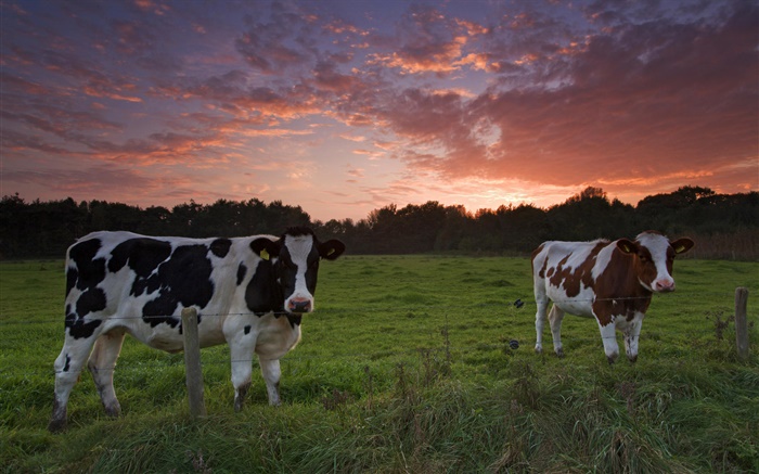 As vacas, por do sol, grama Papéis de Parede, imagem