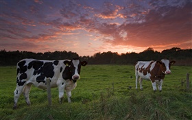 As vacas, por do sol, grama HD Papéis de Parede