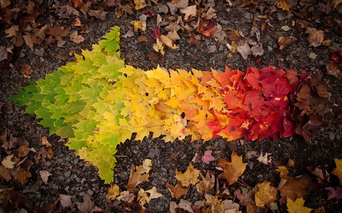 Imagens criativas, folhas de outono seta Papéis de Parede, imagem