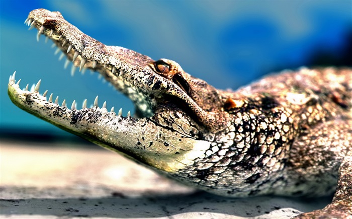 Crocodilo boca grande Papéis de Parede, imagem