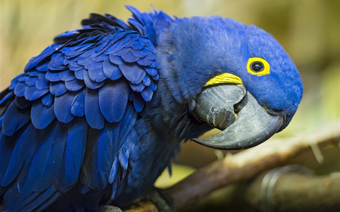 Papagaio azul curioso Papéis de Parede, imagem