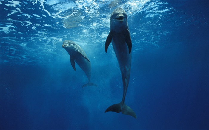 golfinhos no subaquática Papéis de Parede, imagem