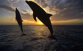 Golfinhos saltar para fora da água, pôr do sol HD Papéis de Parede